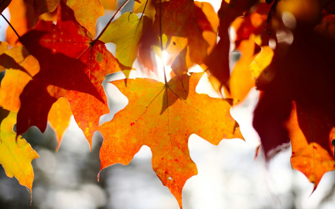 How a Virtual Assistant Can Help This Autumn